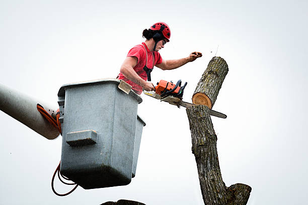 How Our Tree Care Process Works  in  Douglas, WY